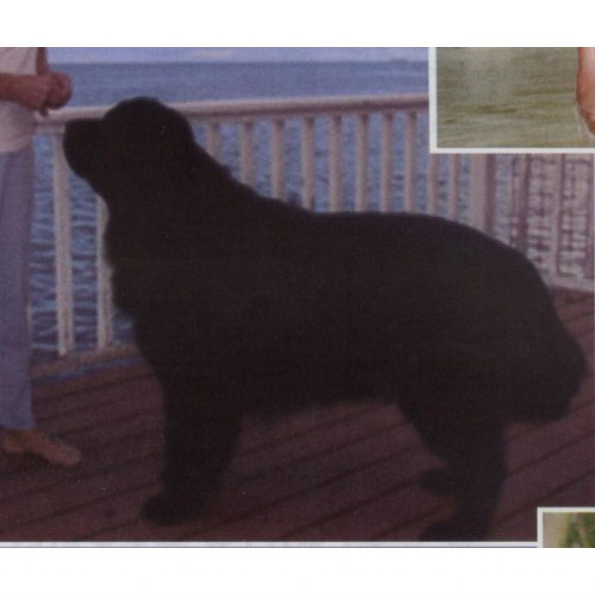 T Alii Shores Lady Sara Hemmings (19-08-2000)